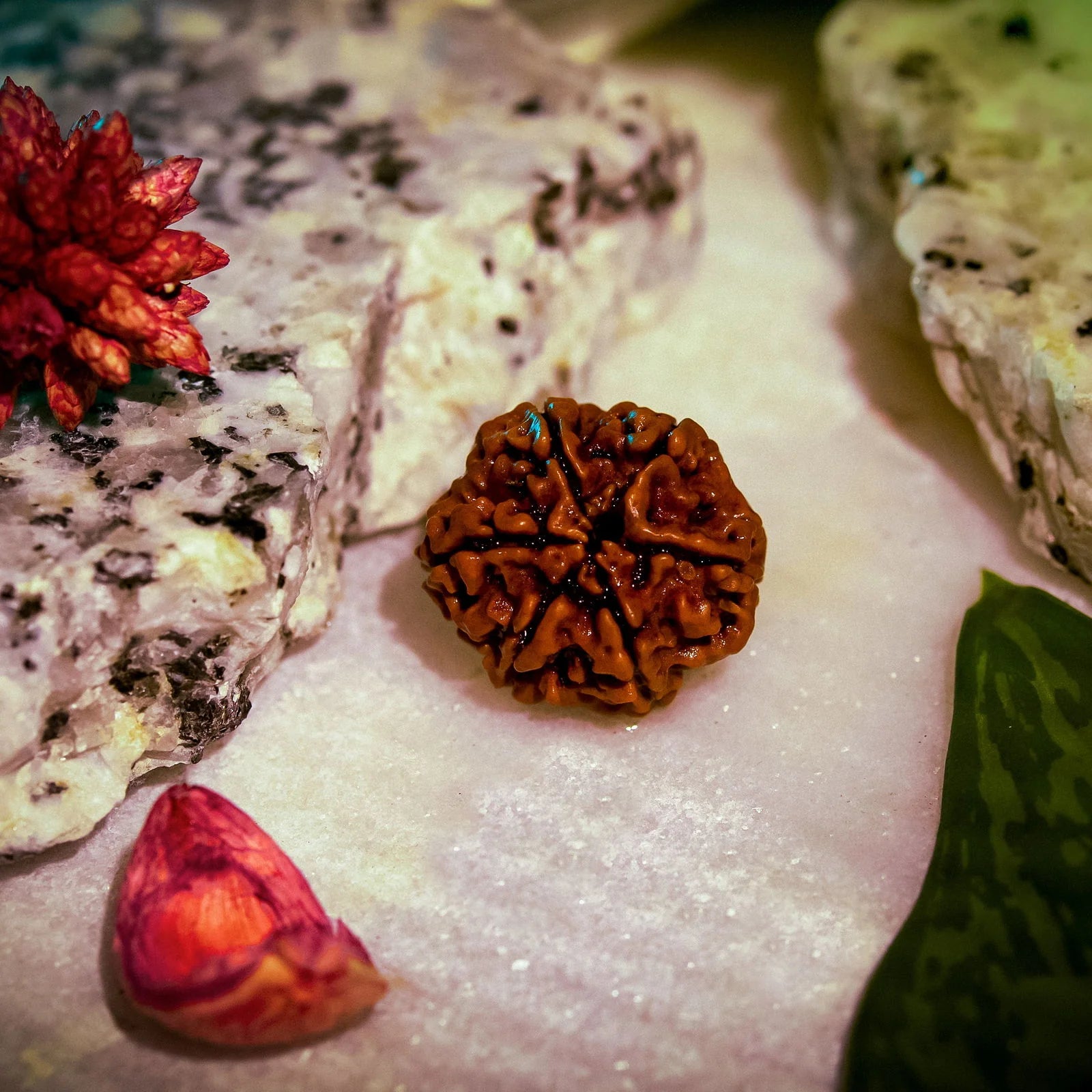 6 Mukhi Nepali Siddh Rudraksha | Kartikeya Rudraksha for Willpower, Focus & Grounding